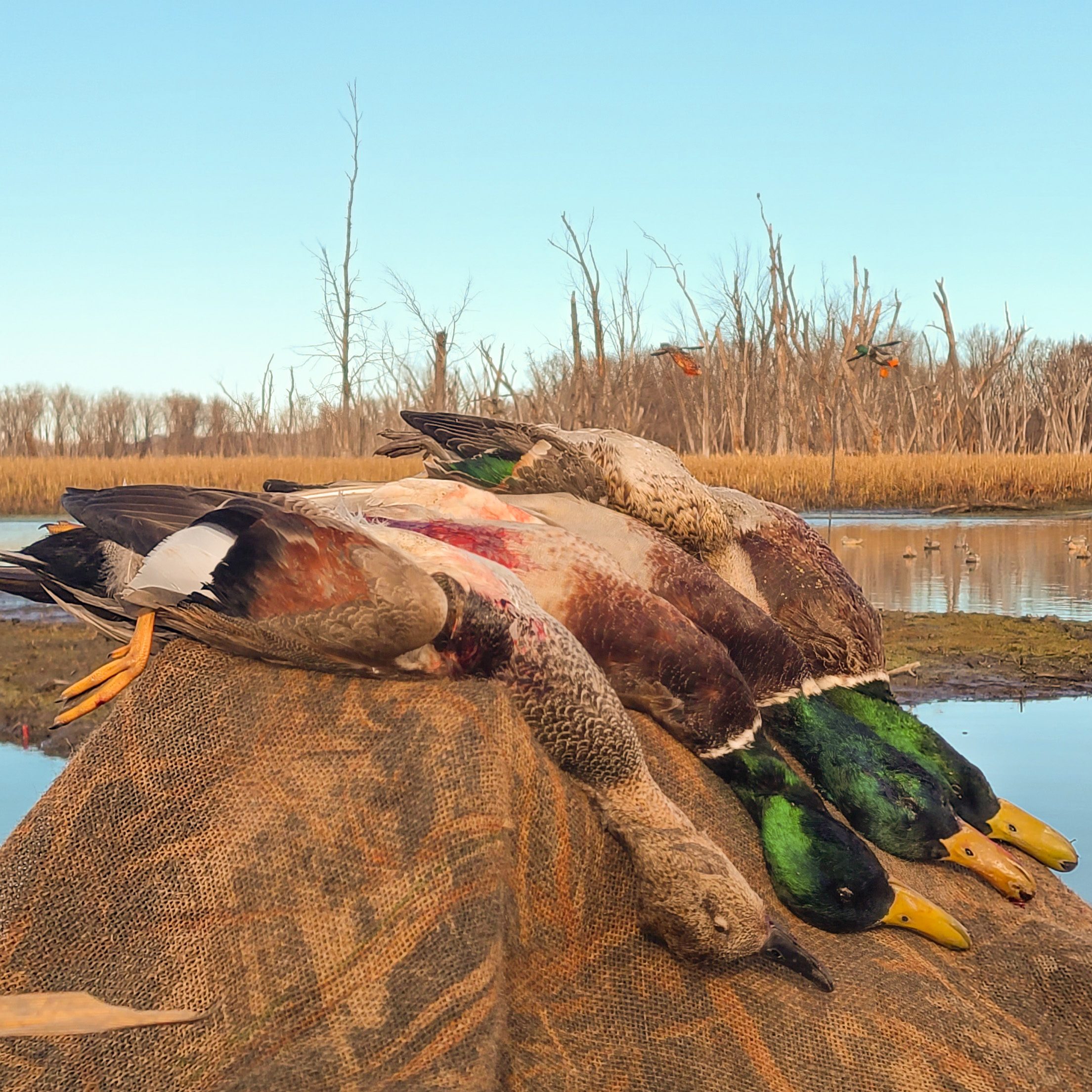 Drake Mallard Flyer Decoys - Image 5