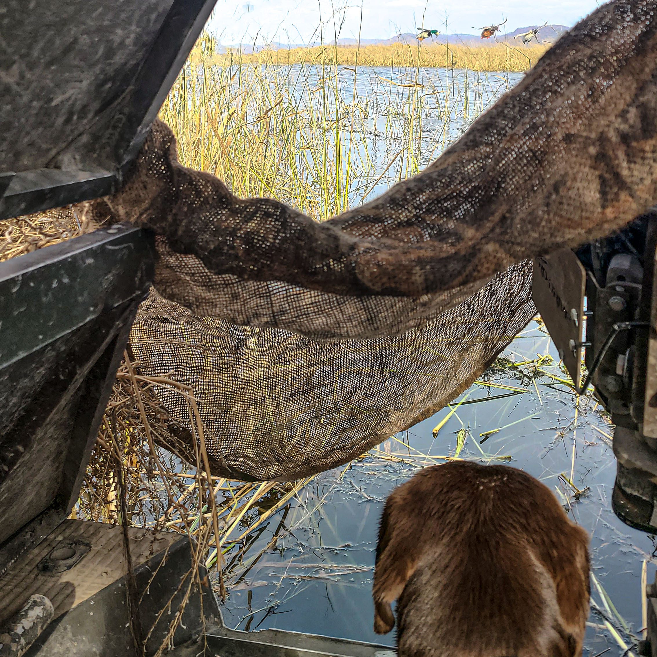 Hunting with Mallard flyer decoys