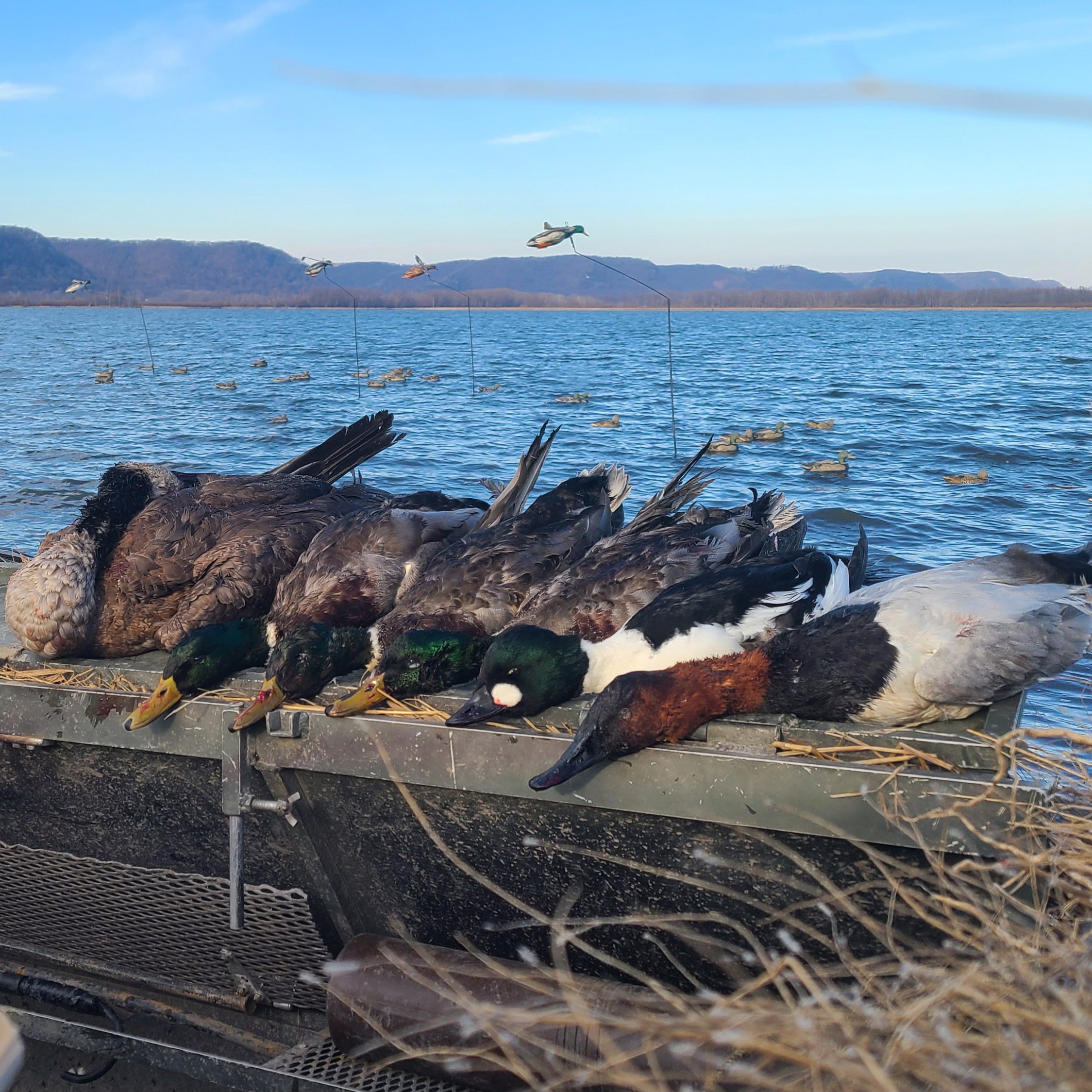 Mallard flyer decoys mixed bag