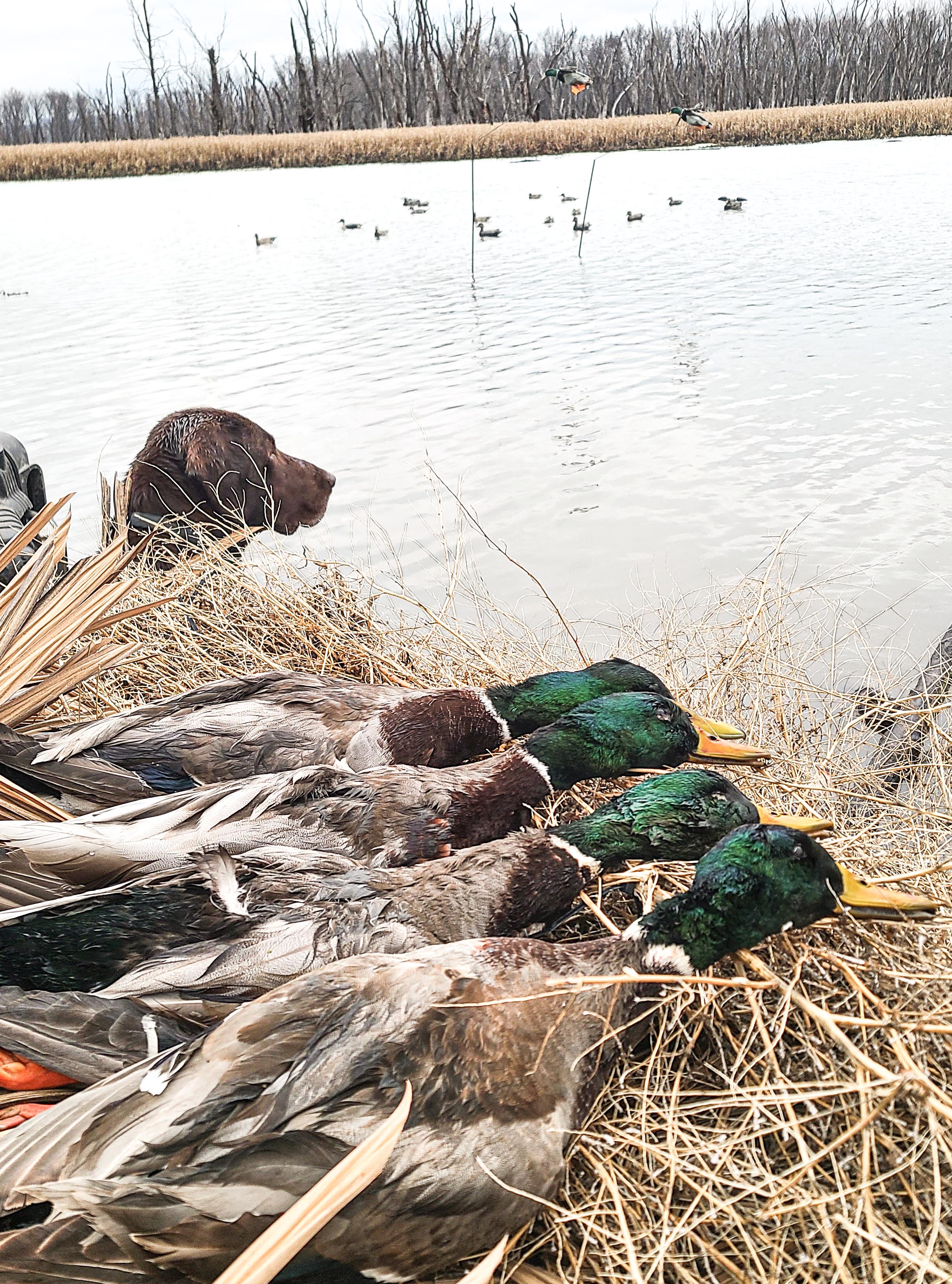 Drake Mallard Flyer Decoys - Image 3