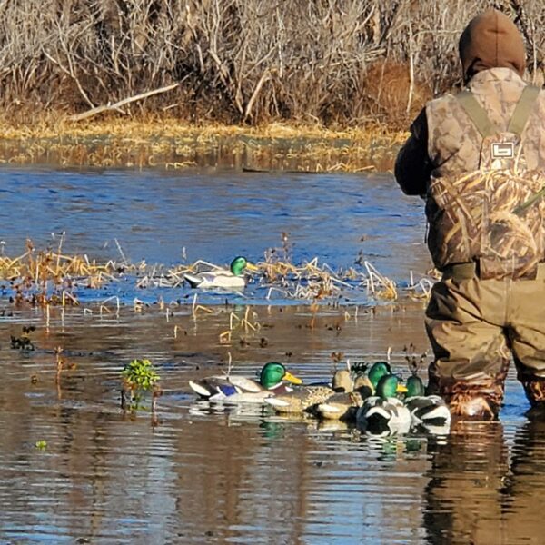 Mallard floaters and buckbrush. Good times!