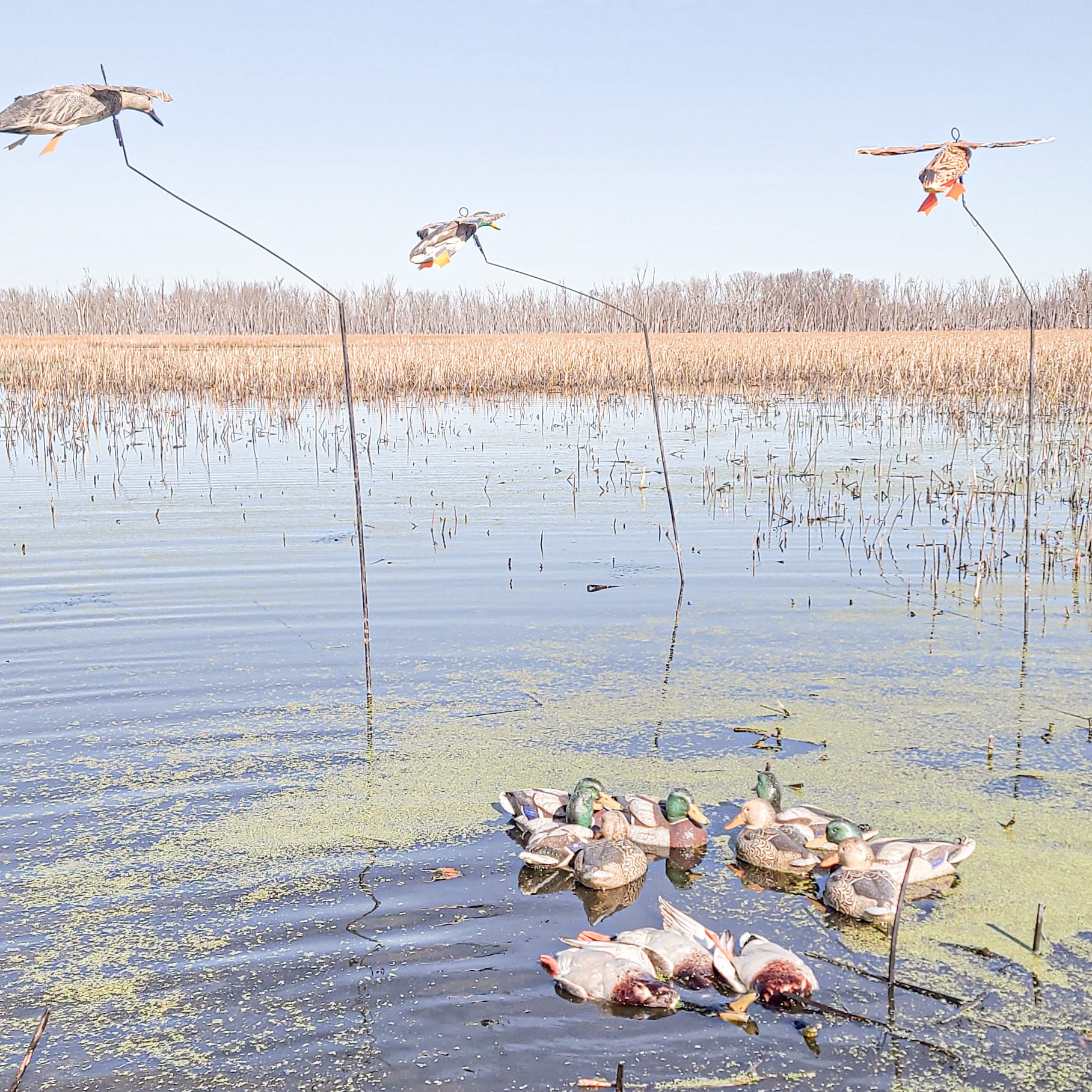 Hen Mallard Flyers with 3 Drakes