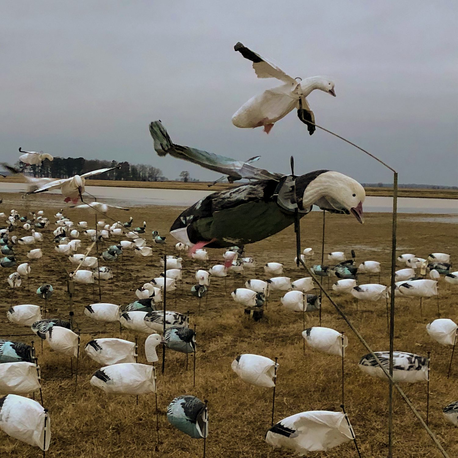 Blue goose Flyer in a Arkansas Rice Field