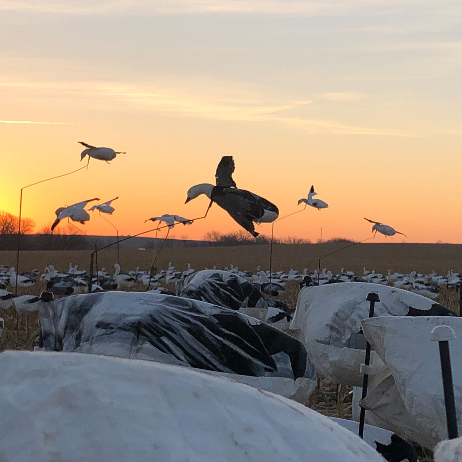 Blue Goose Flyer in a windsock spread.
