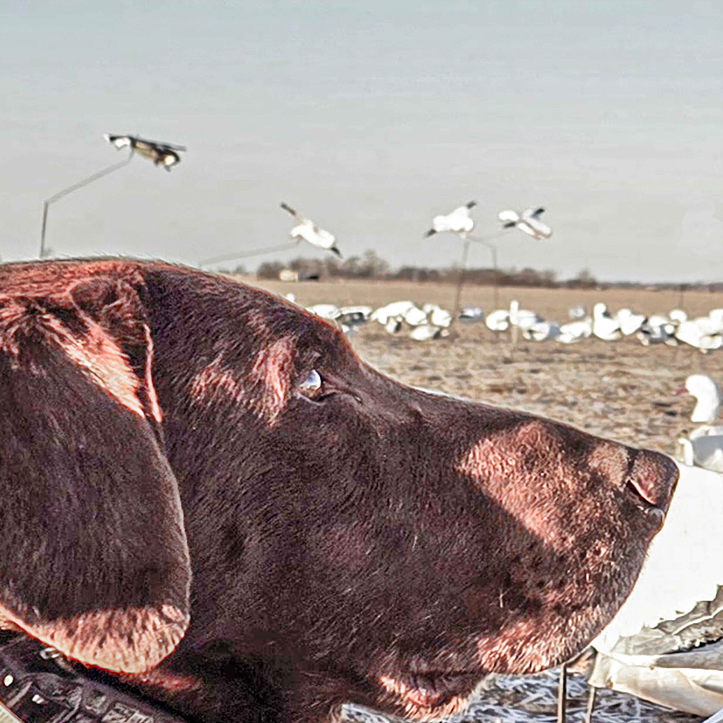 Blue Goose Flyer Decoys - Image 6