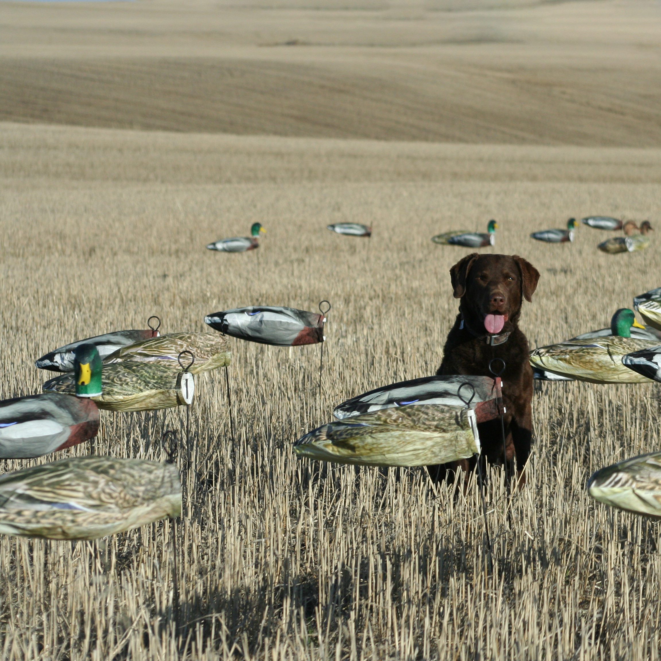 Headless Mallard Decoys - Image 3