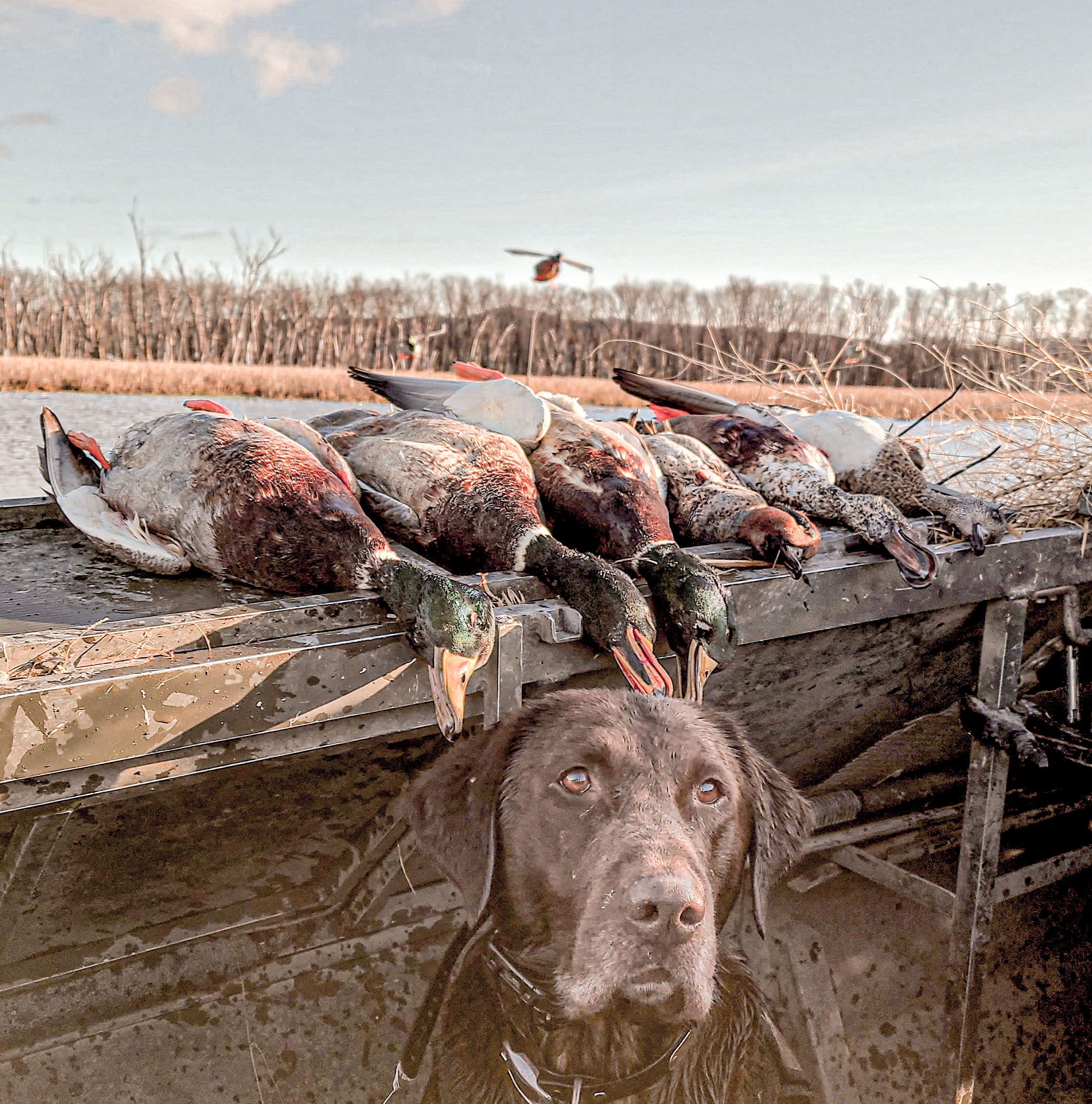 Hen Mallard Flyer Decoys - Image 3