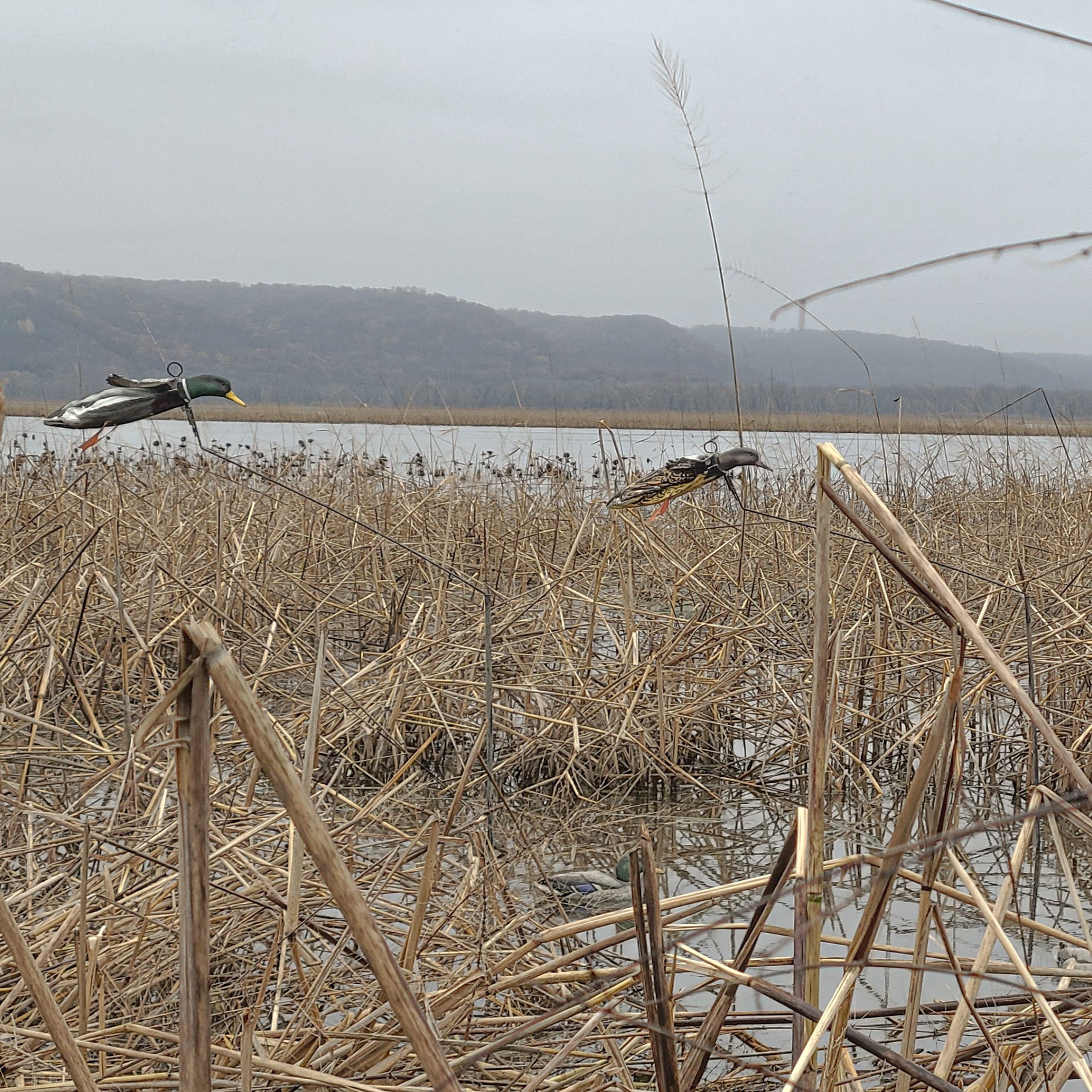 Hen Mallard Flyer Decoys - Image 2