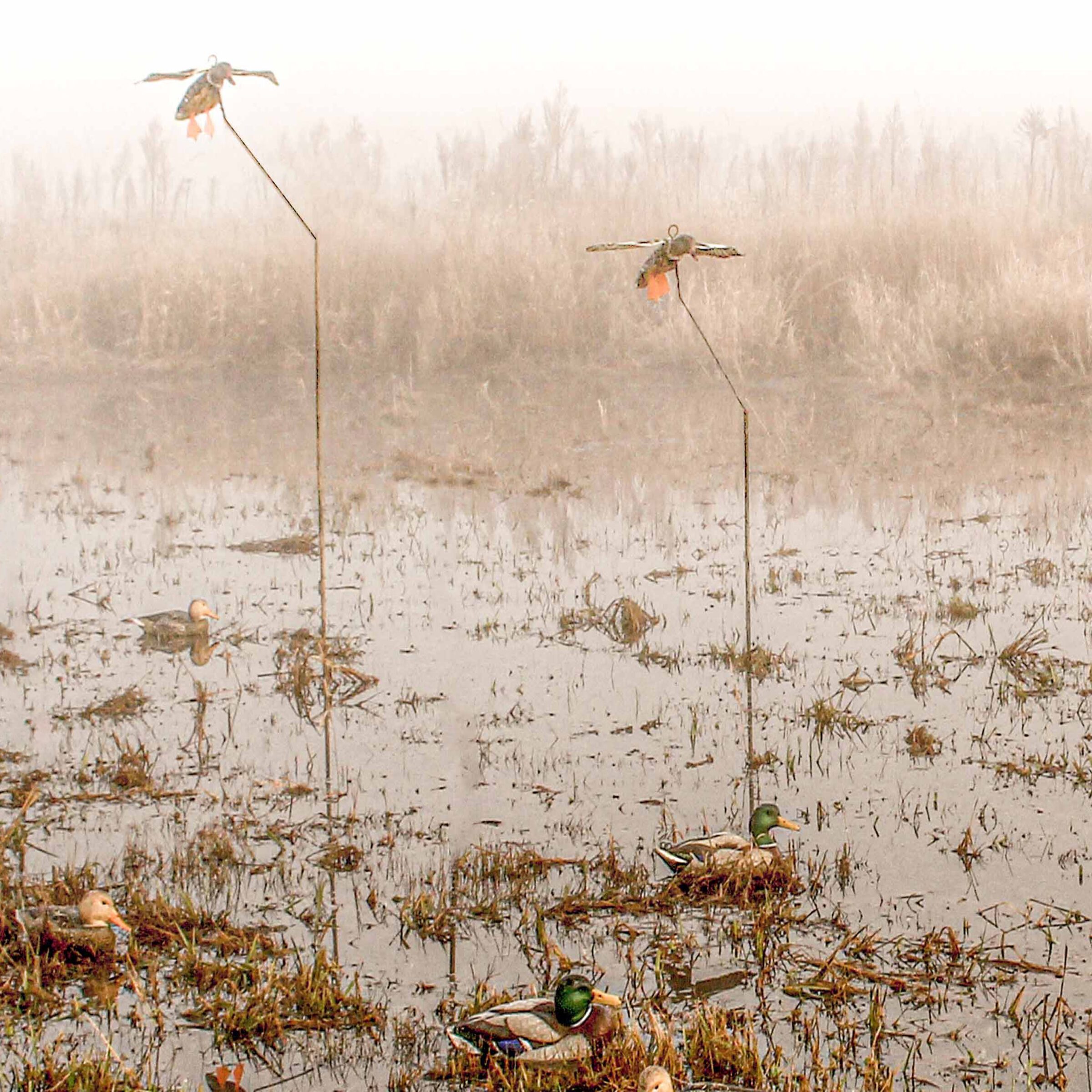 A pair of hen mallard flyer decoys in a shallow water flooding.