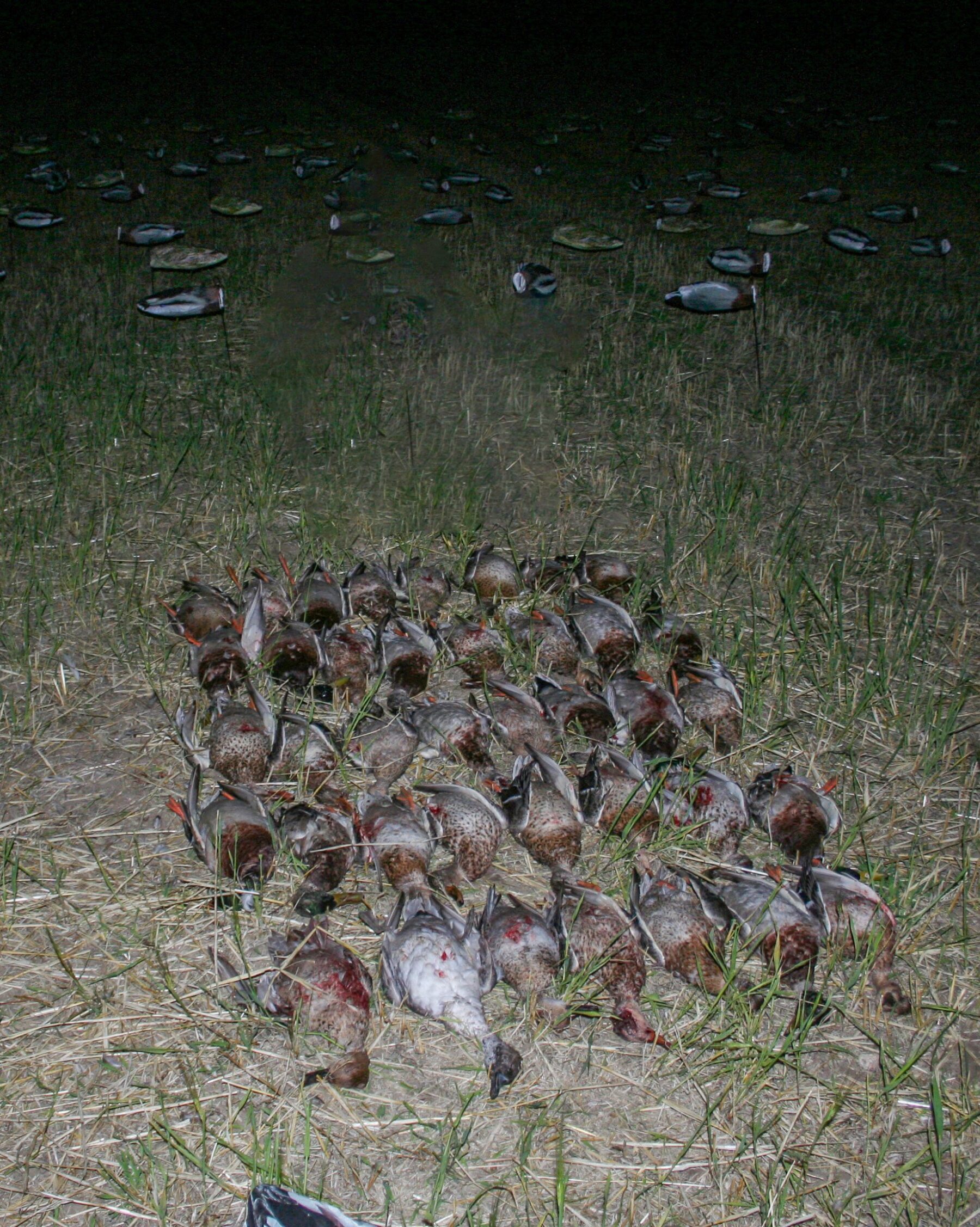 Headless Mallard Decoys - Image 5