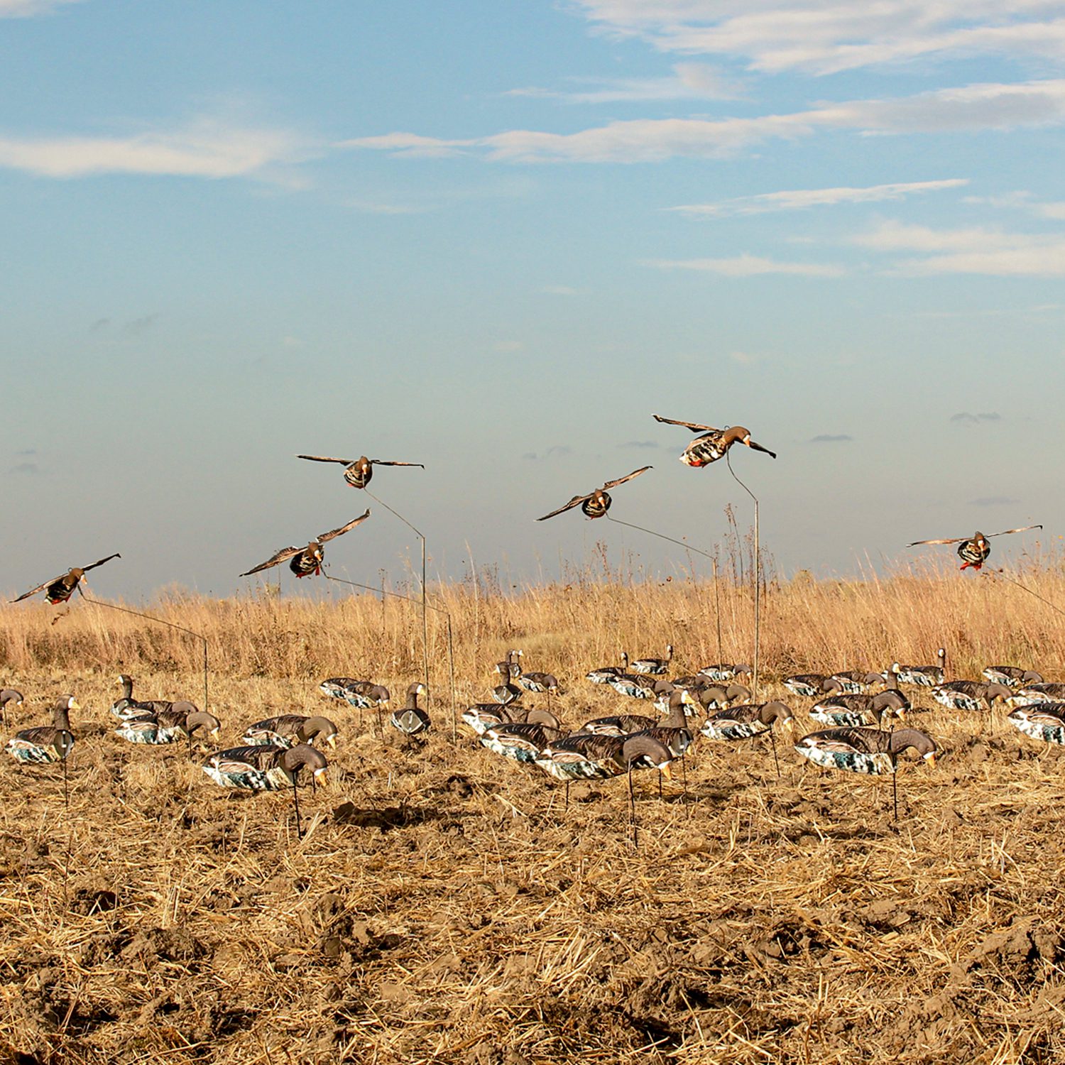 Feeder Specklebelly Decoys - Image 4