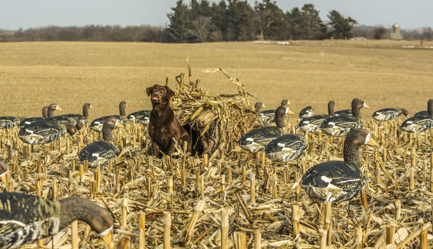 Feeder Specklebelly Decoys - Image 5