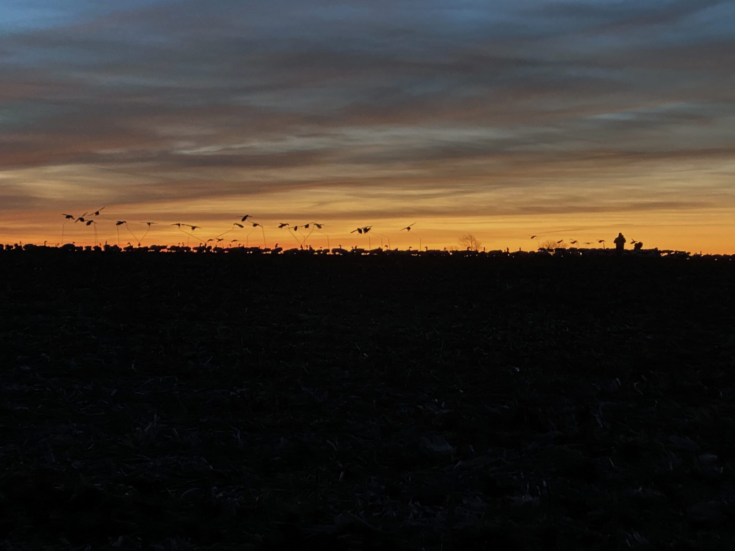 Snow Goose Flyer Decoys - Image 7